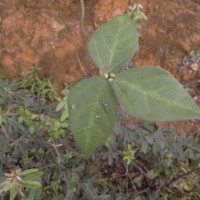 Macrotyloma uniflorum (Lam.) Verdc.